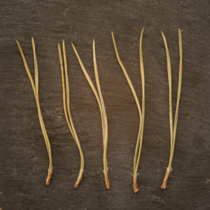 Pine needles organic whole